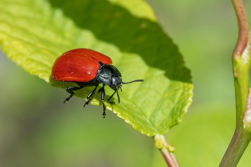 Pest control methods