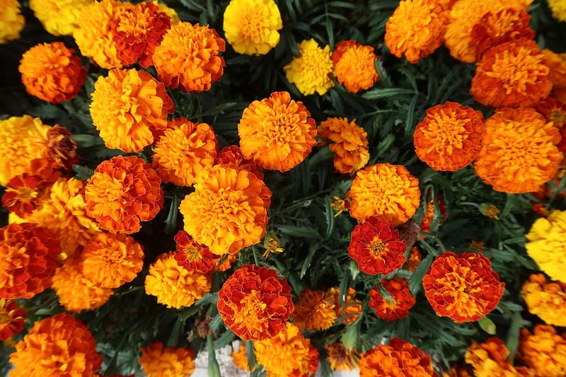 Marigolds in the garden