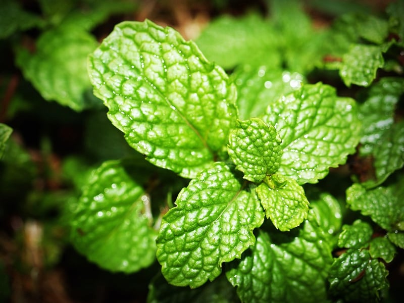 Mint Herb