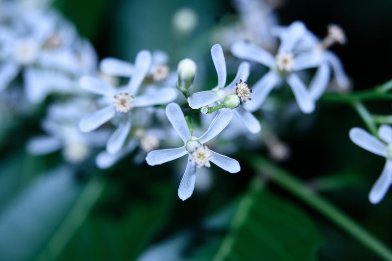 Neem oil spray